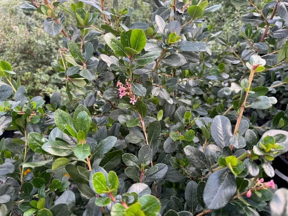 Escallonia x exoniensis 'Fradesii' 02.jpeg