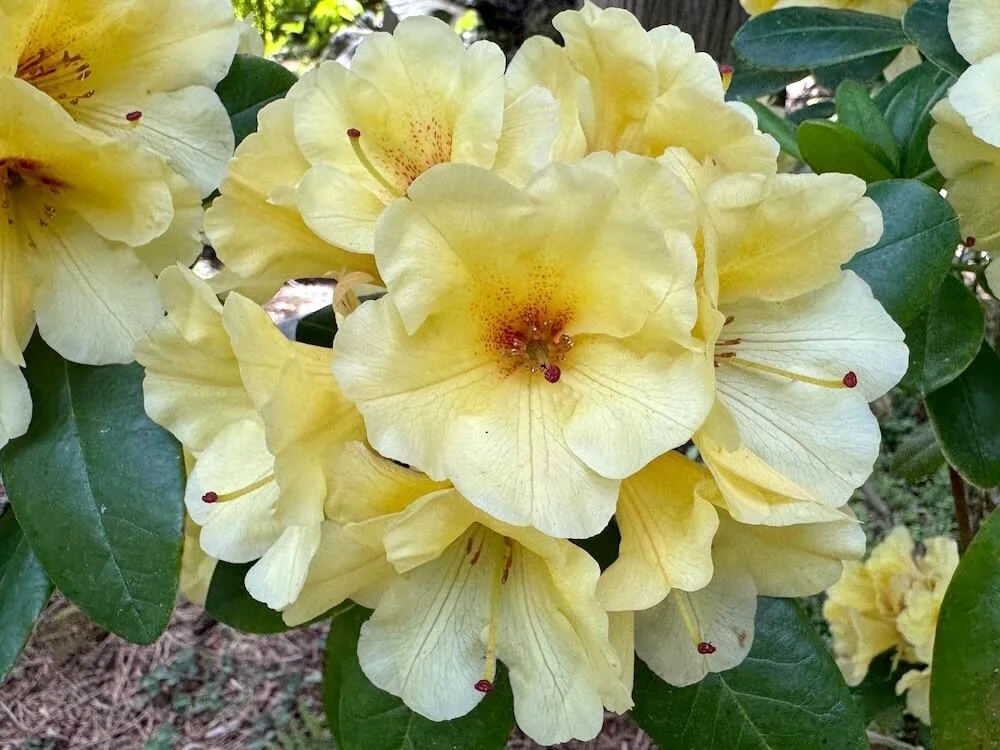 Rhododendron 'Wow' 02.jpeg