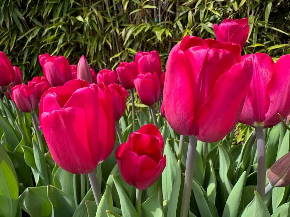 Tulipa 'Puma' 02.jpeg