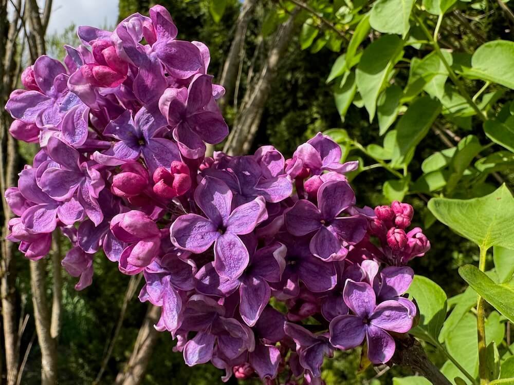 Syringa vulgaris 'Frank Klager' 03.jpeg