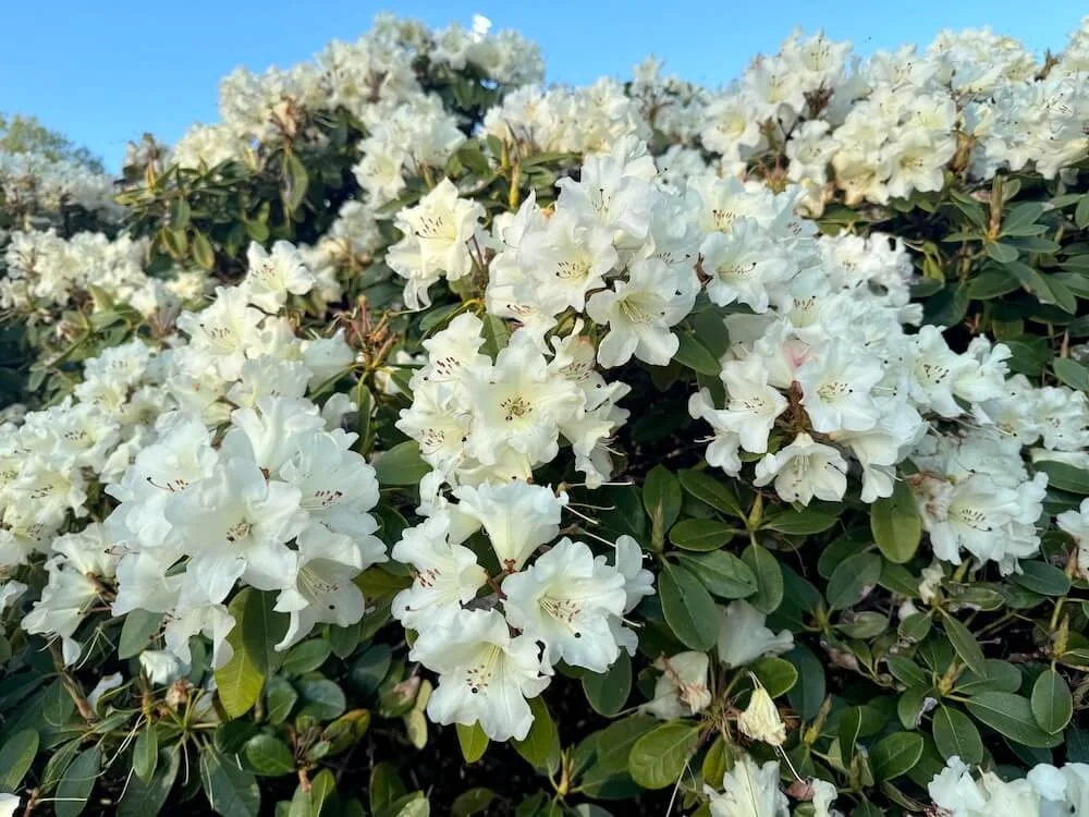 Rhododendron × ‘Unique’ | Unique Rhododendron