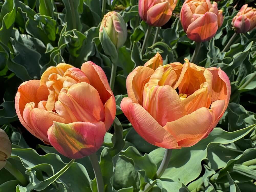 Tulipa 'La Belle Epoque' | La Belle Epoque Double Tulip