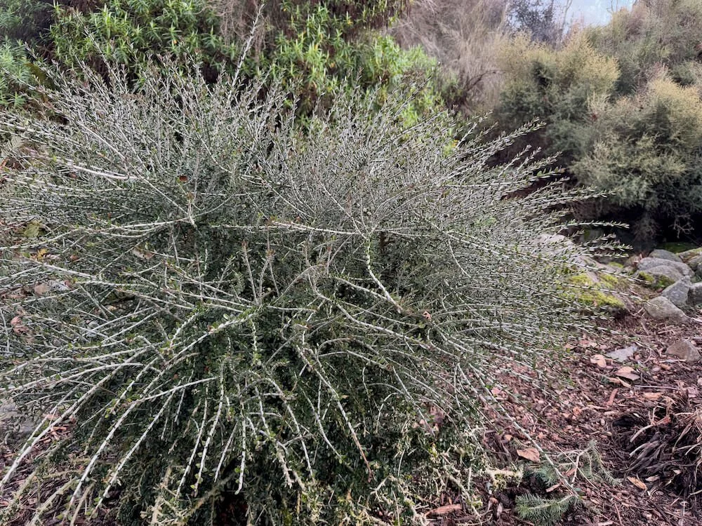 Melicytus crassifolius 04.jpeg