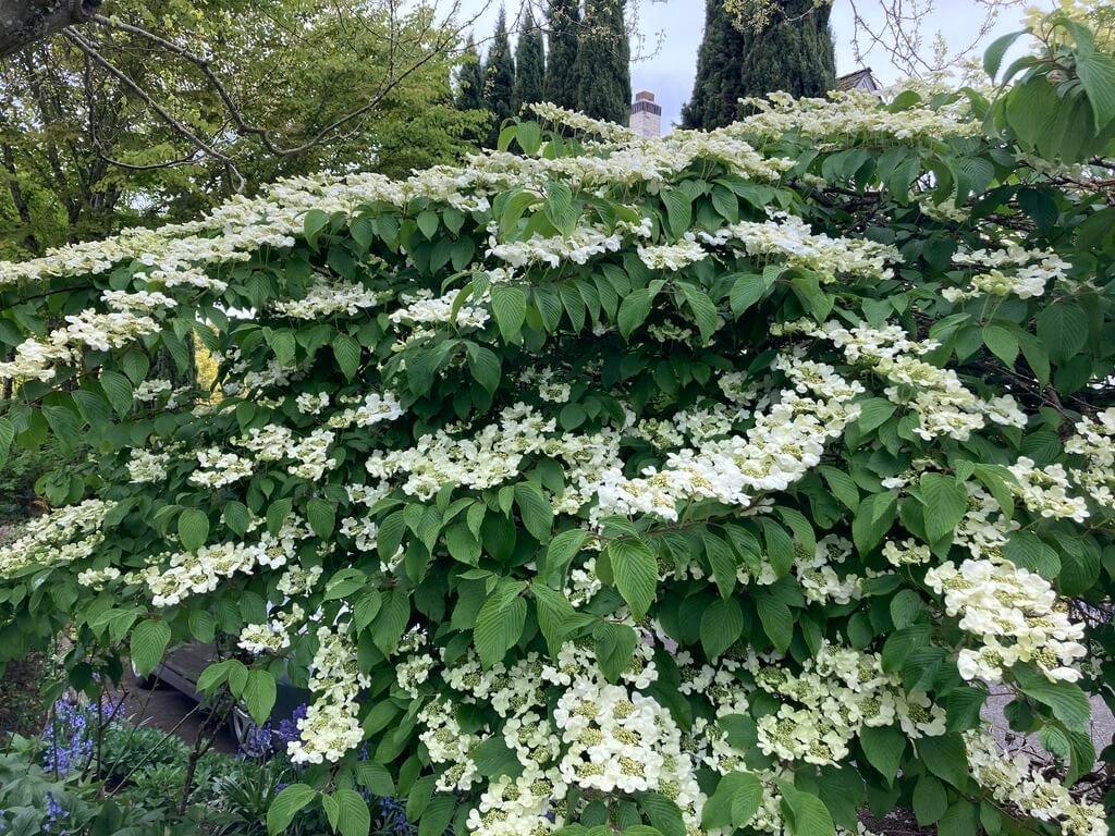 Viburnum plicatum ‘Mariesii’ 04.jpeg