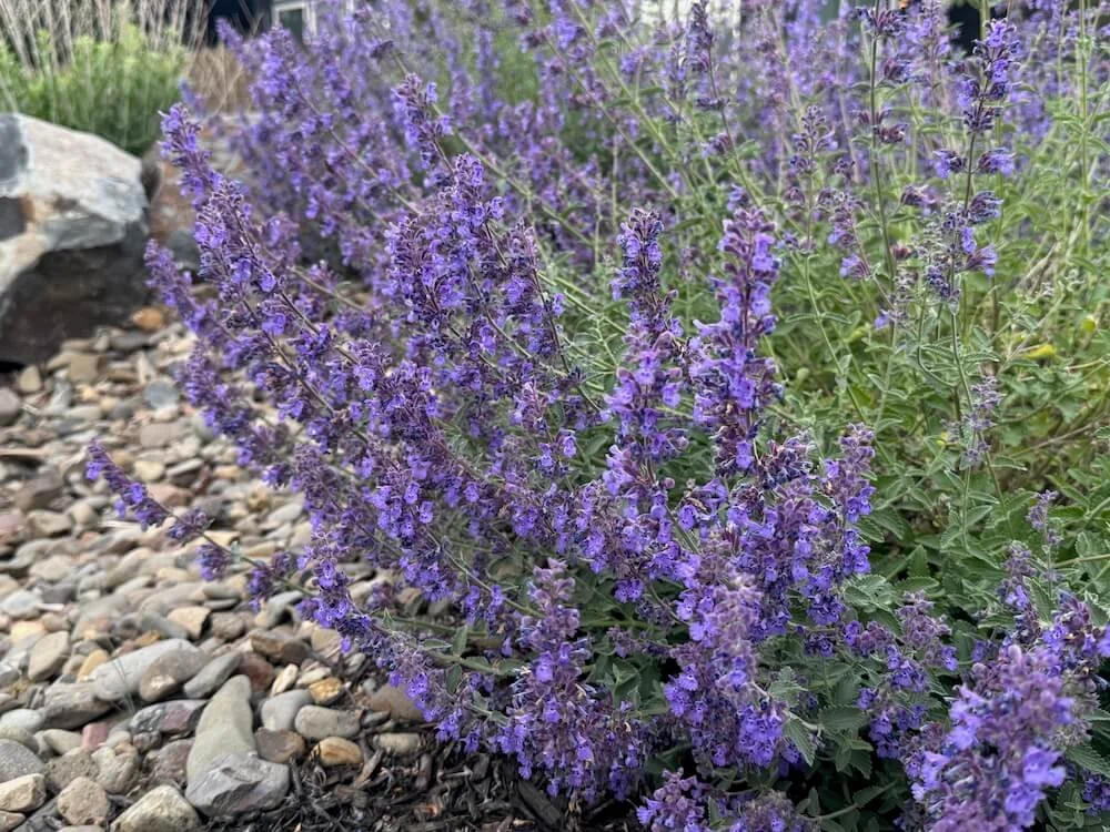 Nepeta racemosa 'Walker's Low' 05.jpeg