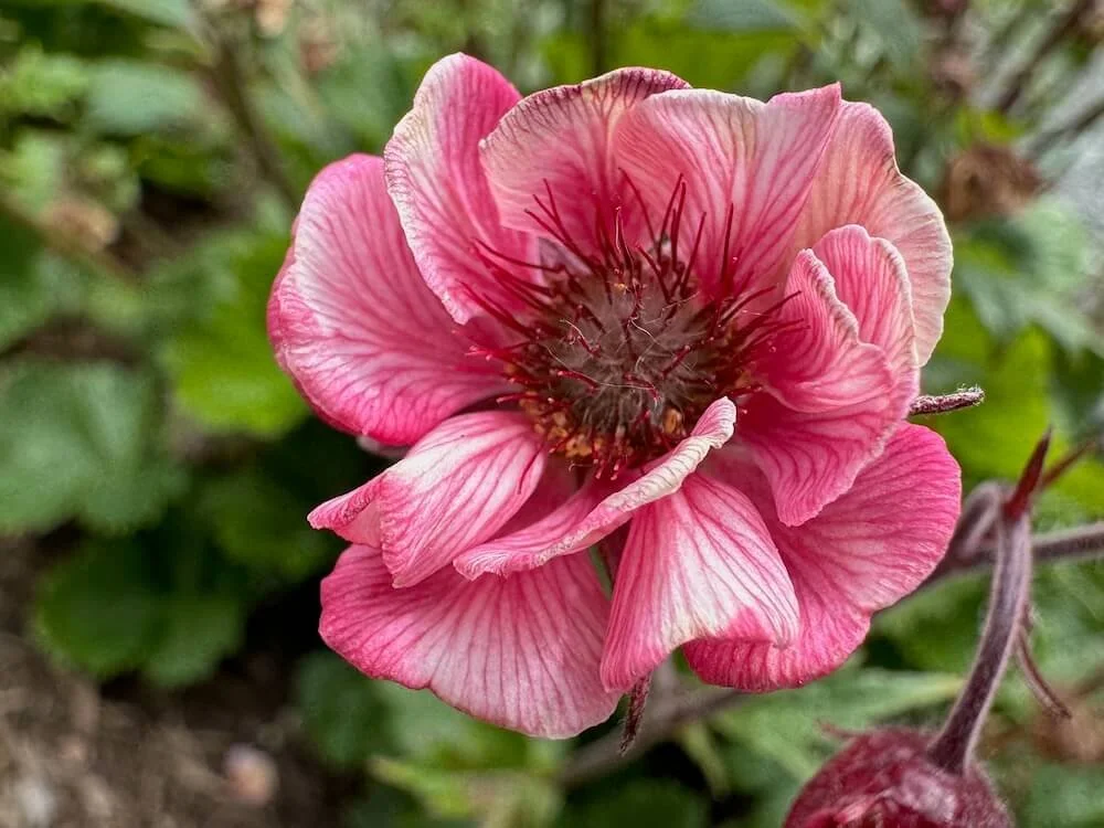 Geum 'Tempo Rose' | Tempo Rose Avens