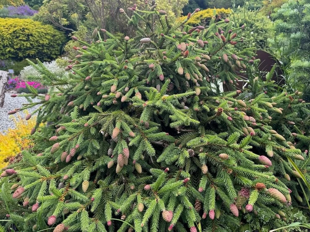 Picea abies 'Pusch' 03.jpeg