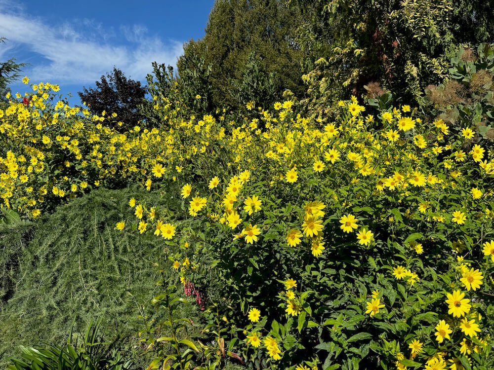 Helianthus salicifolius 'Lemon Queen' 03.jpeg
