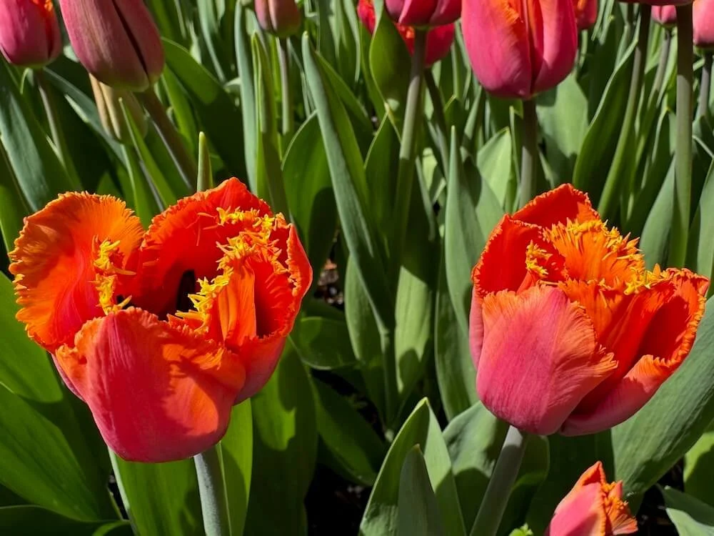 Tulipa 'Wowee' 01.jpeg