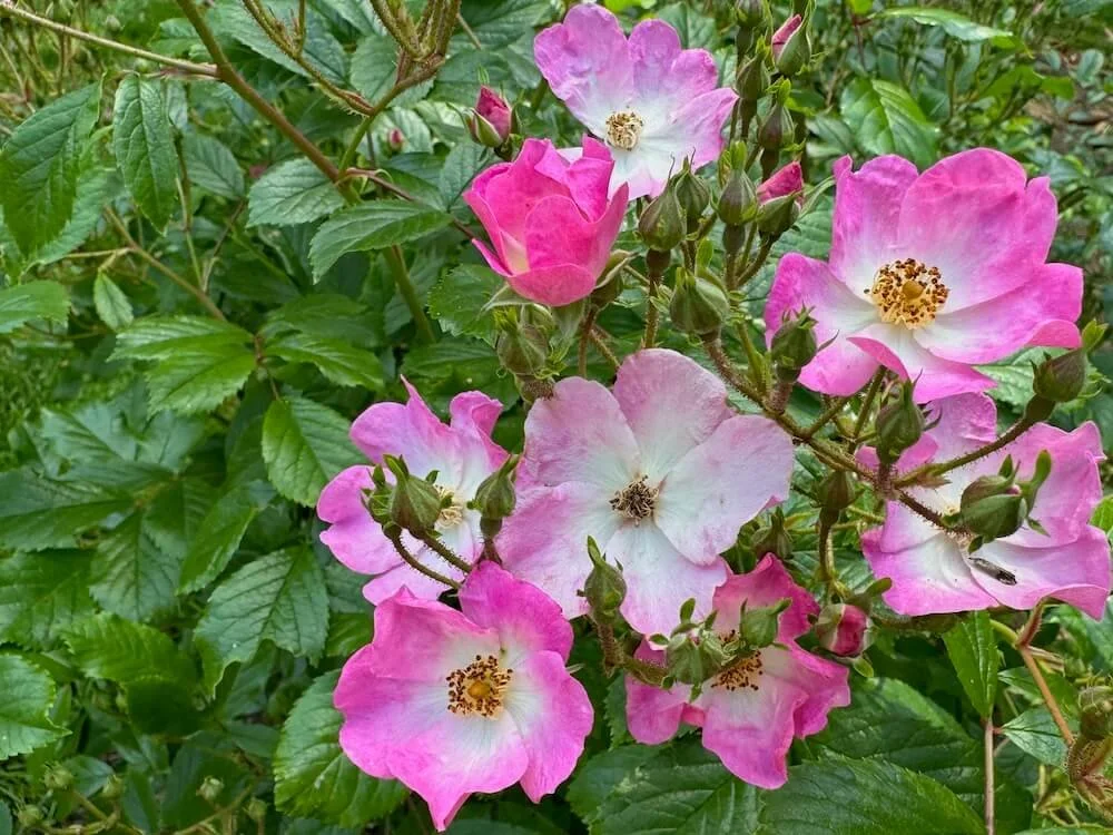 Rosa 'Ballerina' 02.jpeg