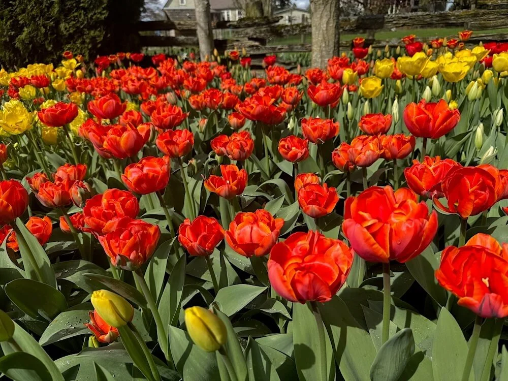 Tulipa 'Ad Rem' 03.jpeg