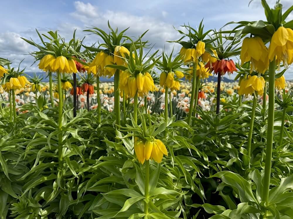 Fritillaria imperialis 'Lutea' 04.jpeg