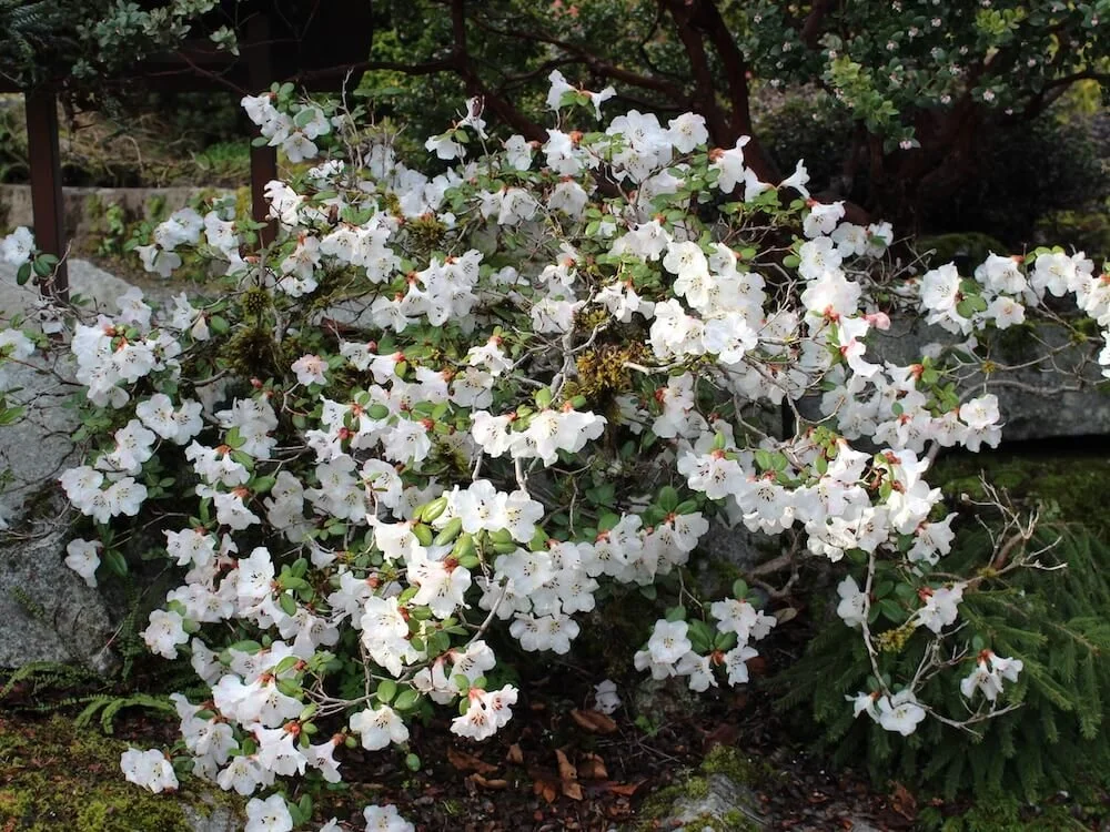 Rhododendron rigidum 04.JPG