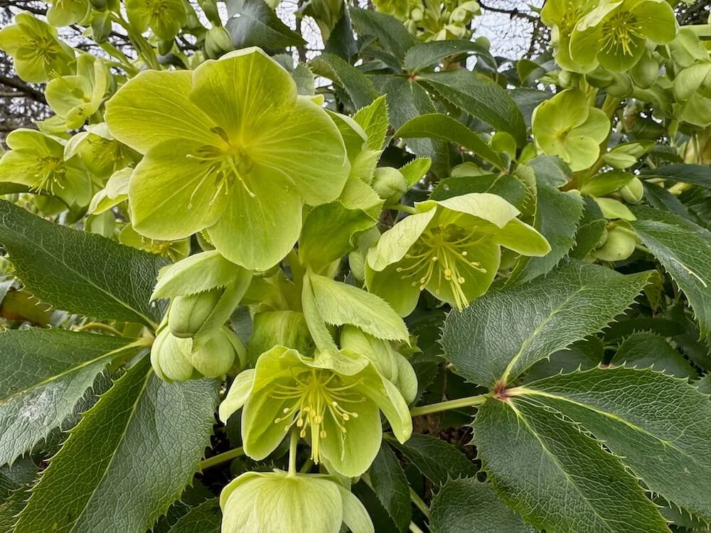 Helleborus argutifolius 09.jpeg