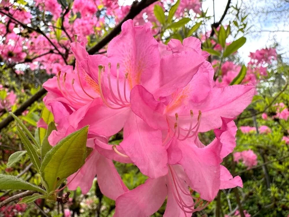 Rhododendron prinophyllum 'Marie Hoffman' 01.jpeg