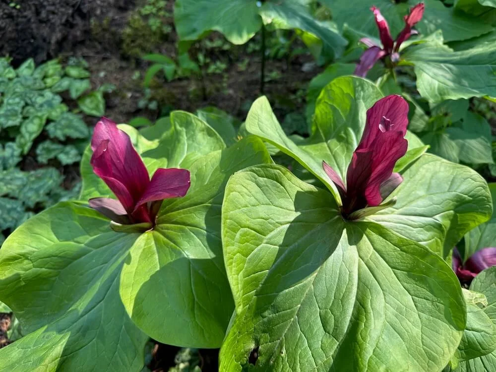 Trillium chloropetalum 'Volcano' | Volcano Giant Trillium