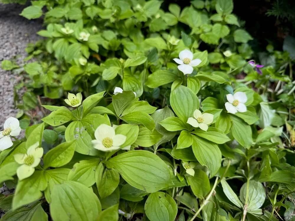 Cornus canadensis 03.jpeg
