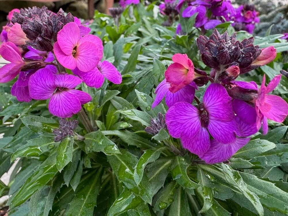 Erysimum × cheiri 'Color Vibe Purple' 01.jpeg