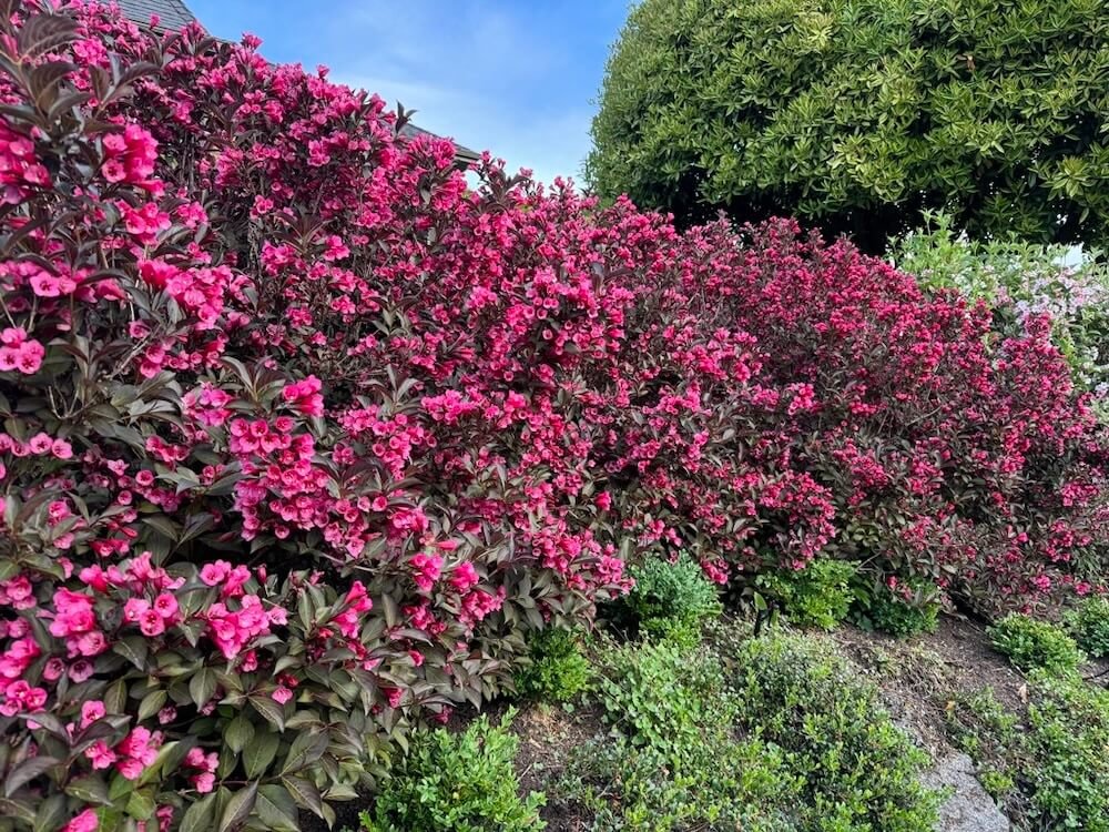 Weigela 'Alexandra' 07.jpeg