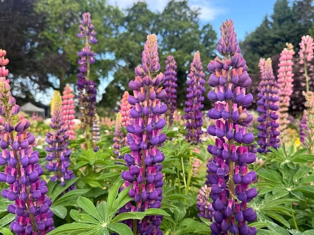 Lupinus polyphyllus Westcountry 'Masterpiece' 02.jpeg