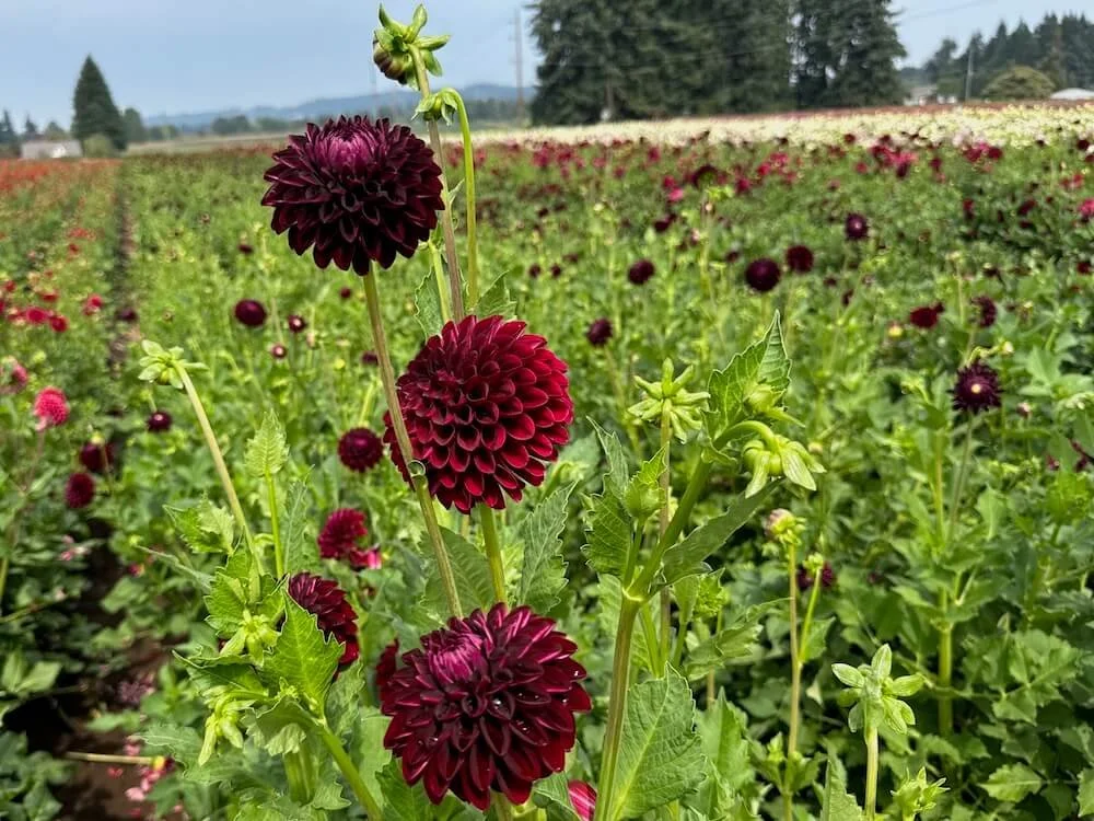 Dahlia 'Nighty Night' 03.jpeg