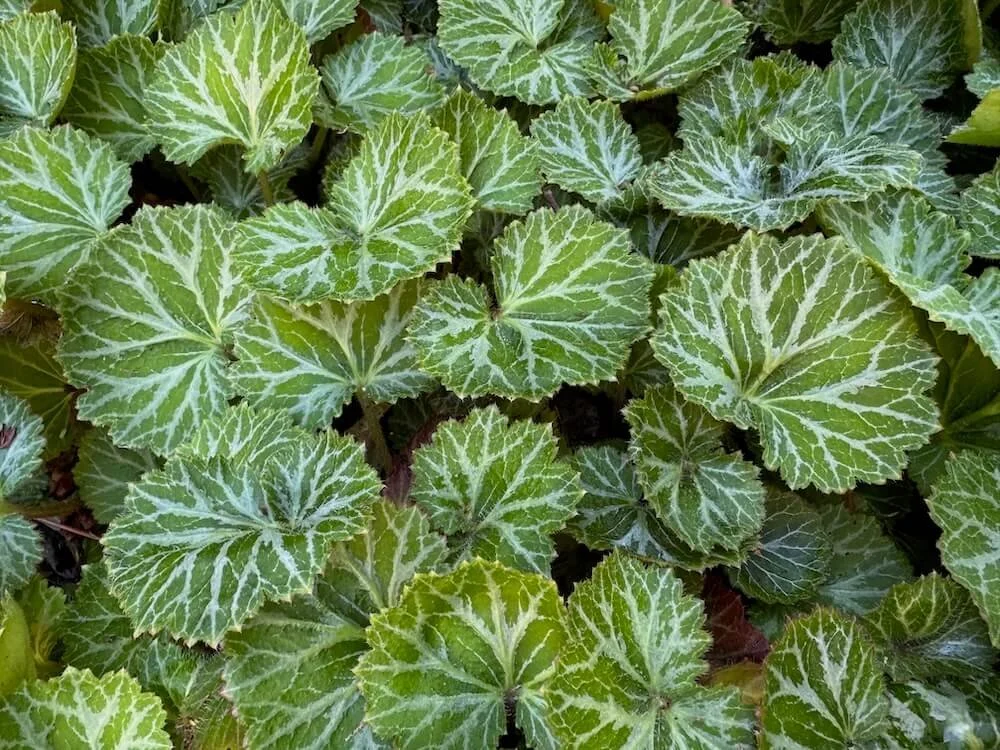 Saxifraga ‘Hsitou Silver’ | Strawberry Geranium