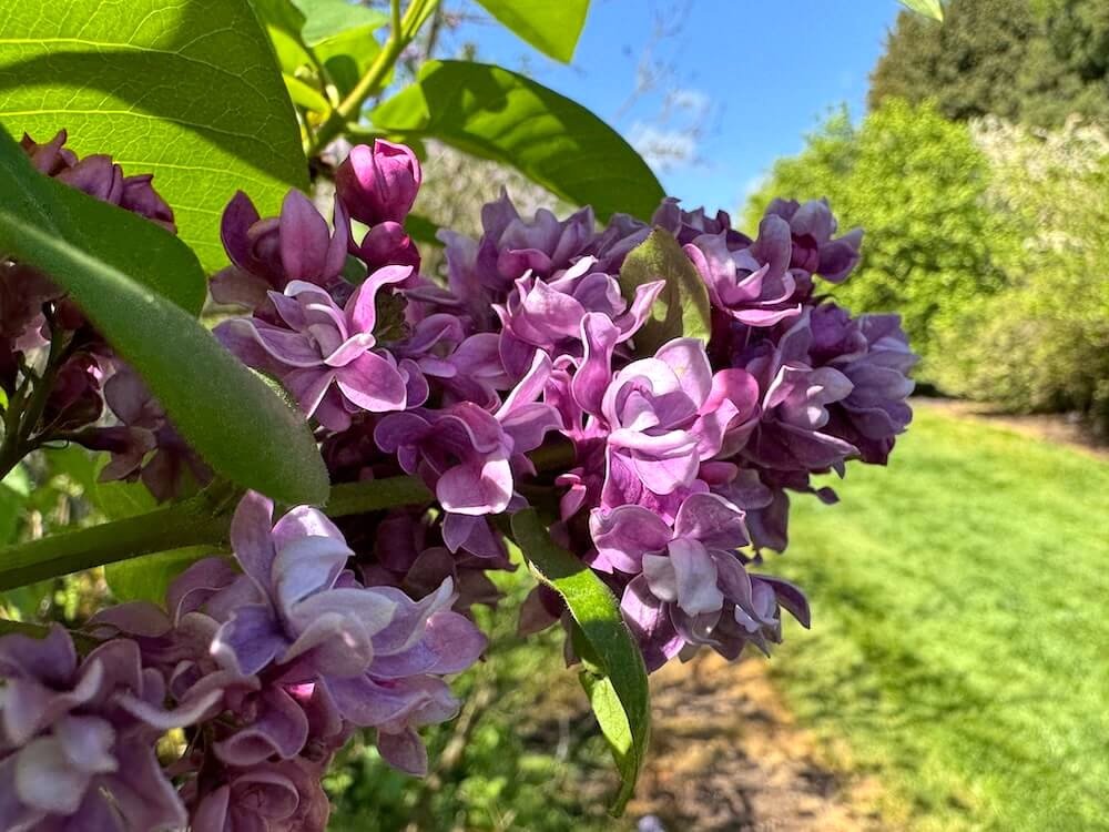 Syringa vulgaris 'My Favorite' 02.jpeg