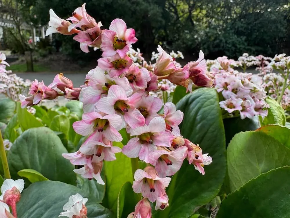 Bergenia 'Bressingham Salmon' 03.jpeg