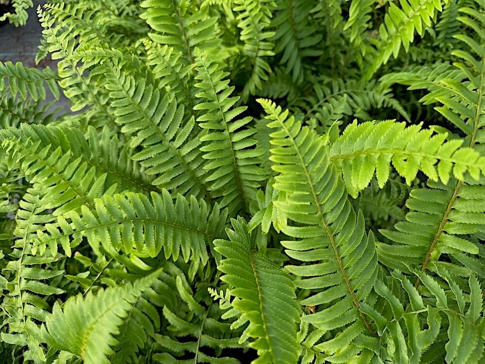 Polystichum munitum | Western Sword Fern