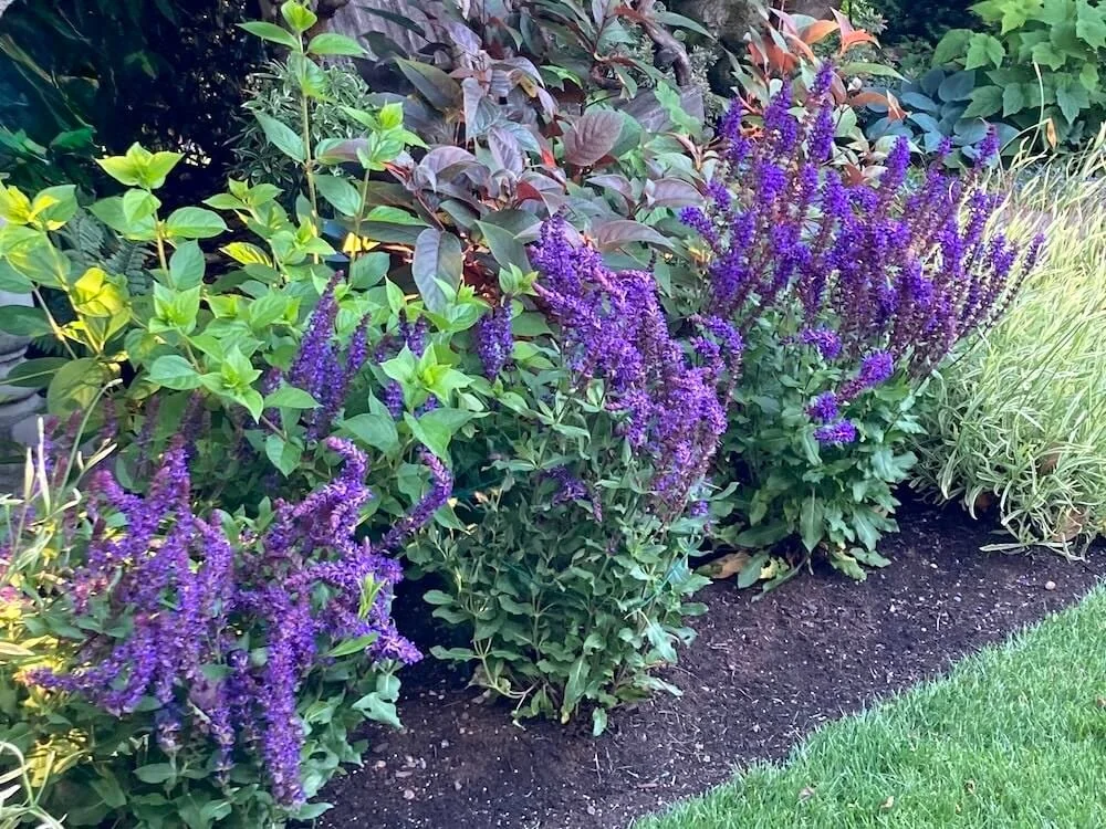 Salvia nemorosa 'Salvatore Blue' 02.jpeg