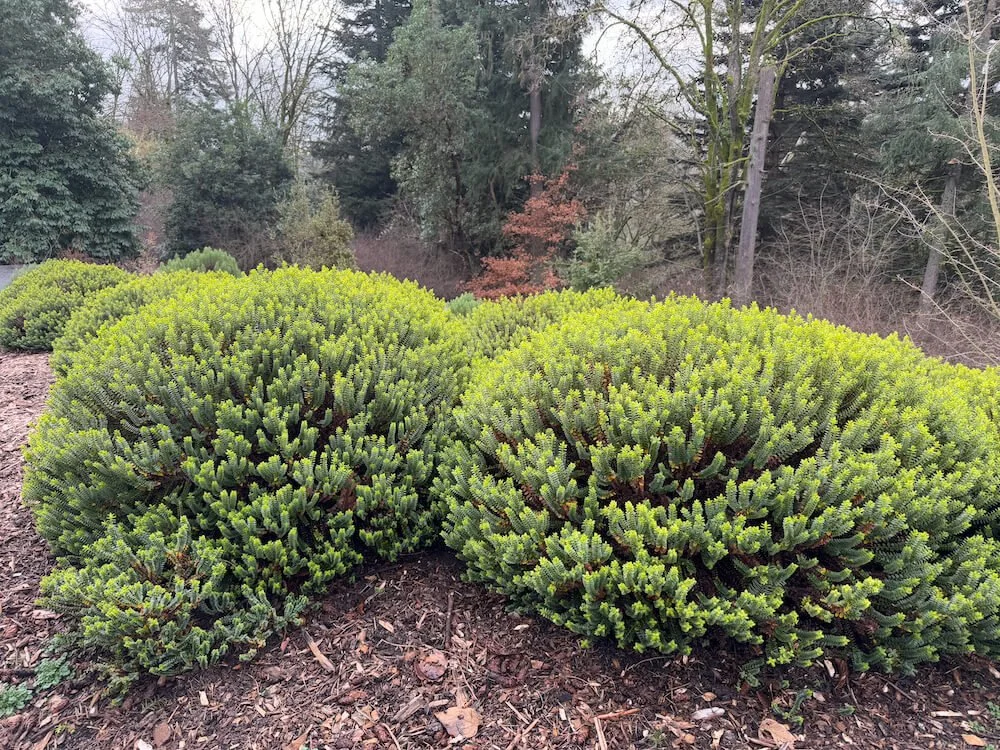 Veronica odora 'New Zealand Gold' 03.jpeg