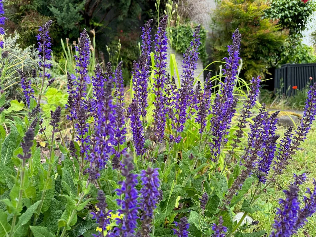 Salvia x sylvestris 'May Night' 01.jpeg