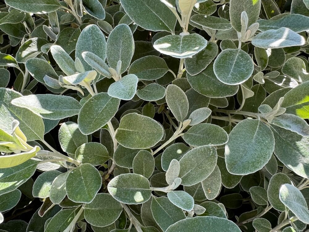 Brachyglottis greyi 05.jpeg