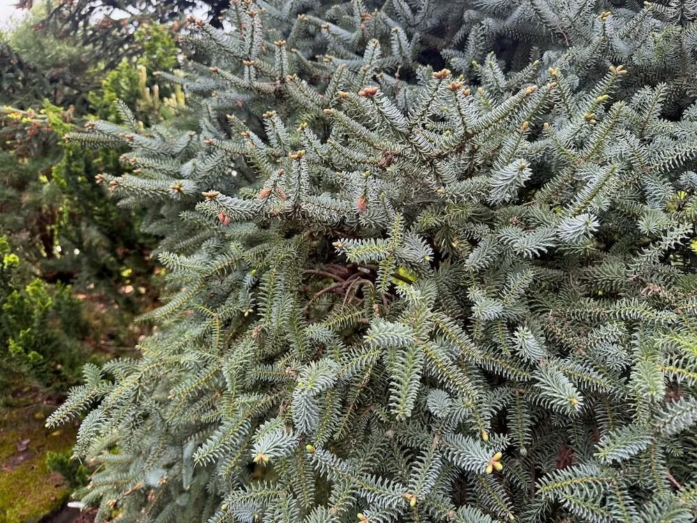 Abies pinsapo 'Horstmann' 02.jpeg