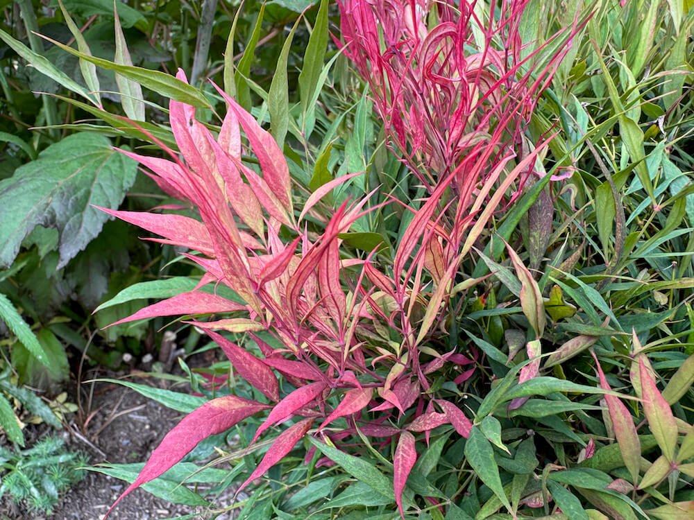 Nandina domestica 'Burgundy Wine' 02.jpeg