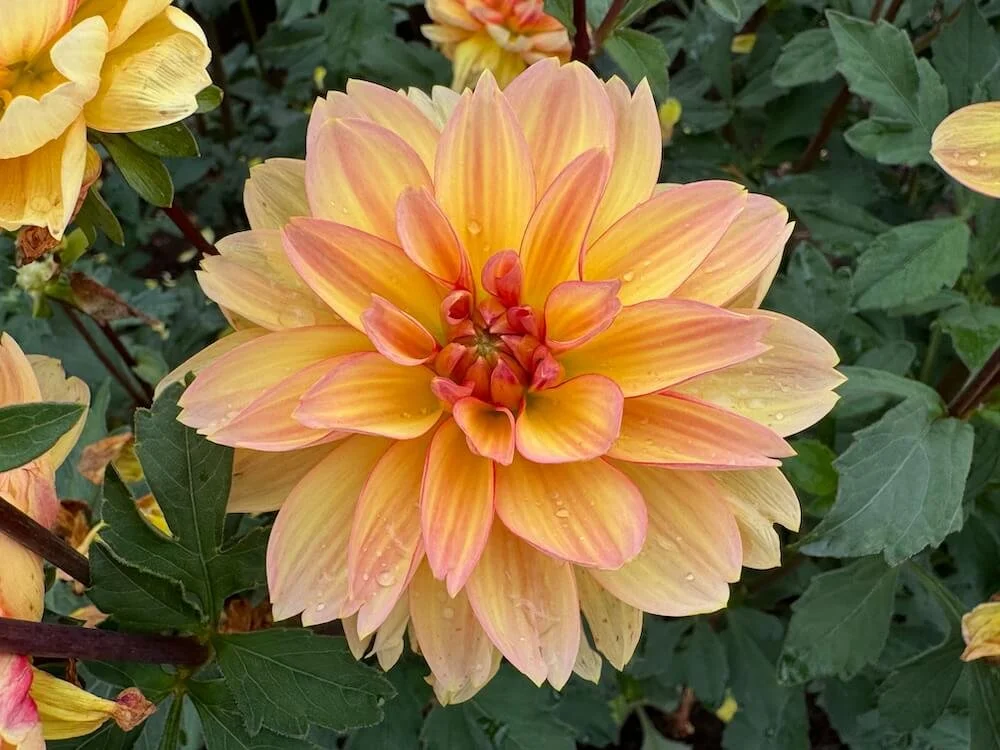 Dahlia 'Garden Time' | Garden Time Dahlia