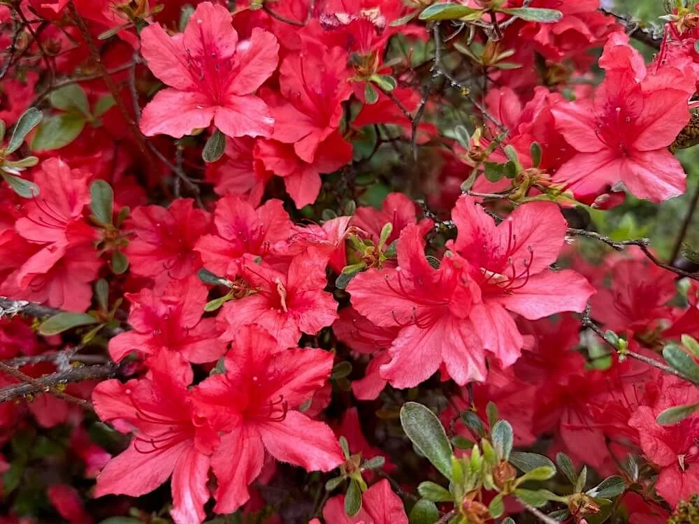 Rhododendron x 'Fashion' 01.jpeg