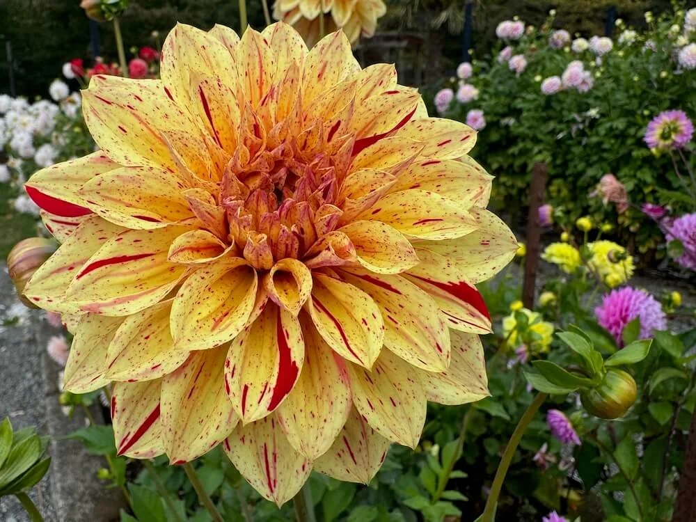 Dahlia 'Gloriosa' | Gloriosa Dahlia