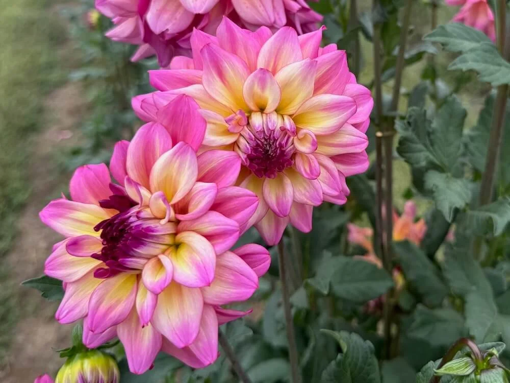 Bahama Mama Dahlia 06.jpeg