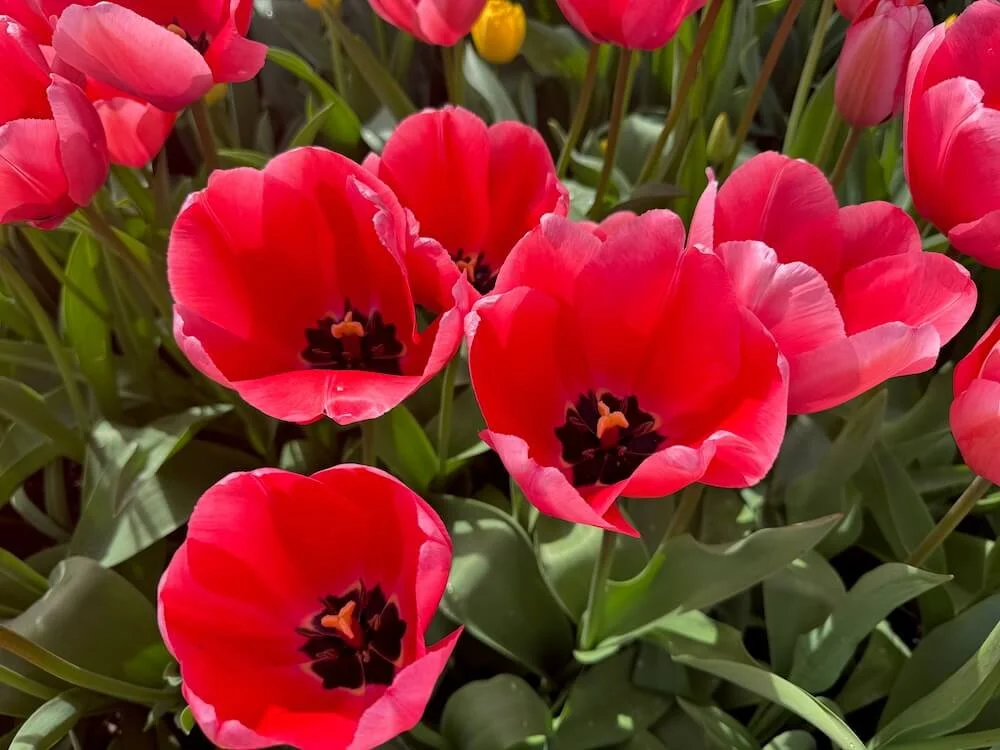 Tulipa 'Pink Impression' 02.jpeg