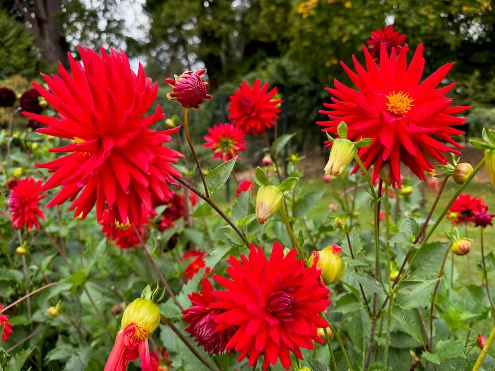 Dahlia 'Sandia Mace' 03.jpeg
