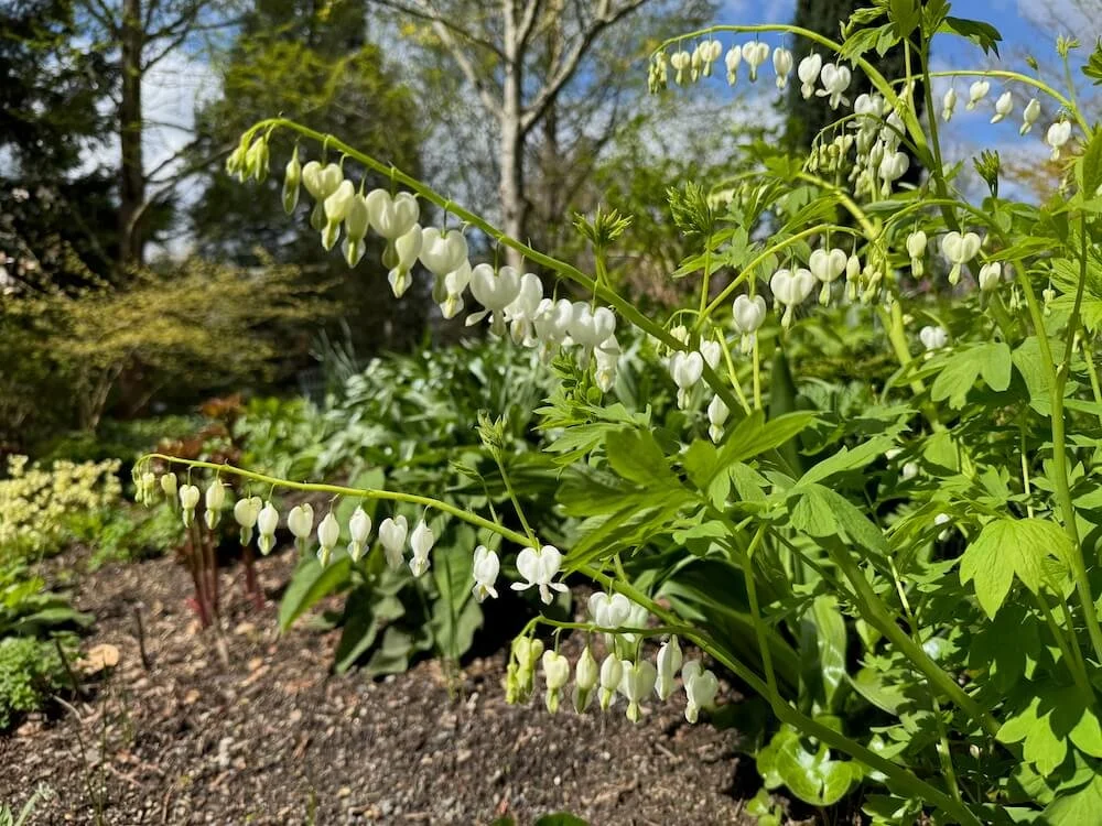 Lamprocapnos spectabilis 'Alba' 03.jpeg