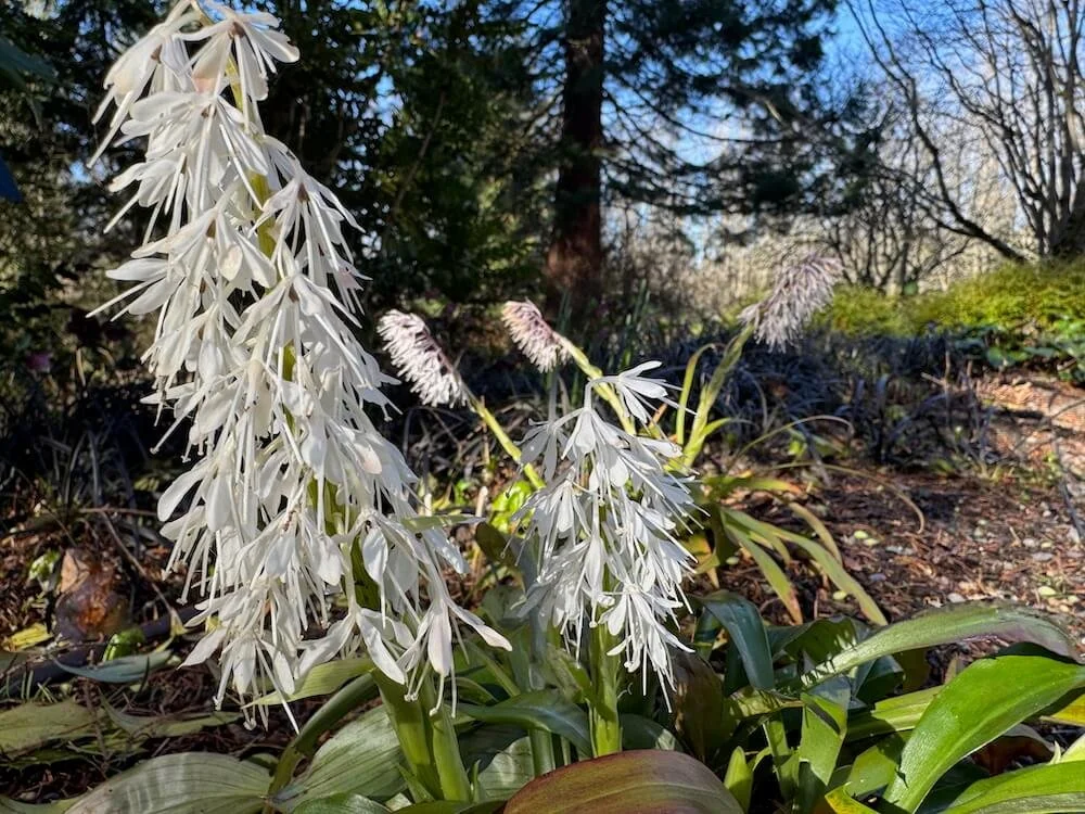 Ypsilandra thibetica 02.jpeg