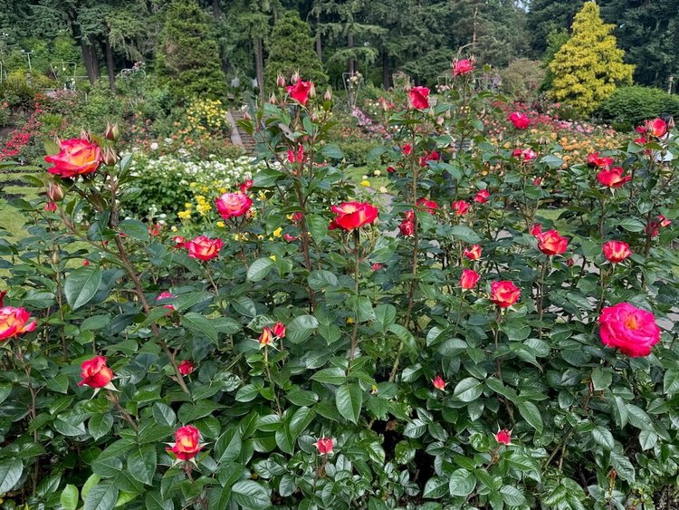 Rosa 'Julie Andrews' (Julie Andrews Hybrid Tea Rose) — Northwest Blooms