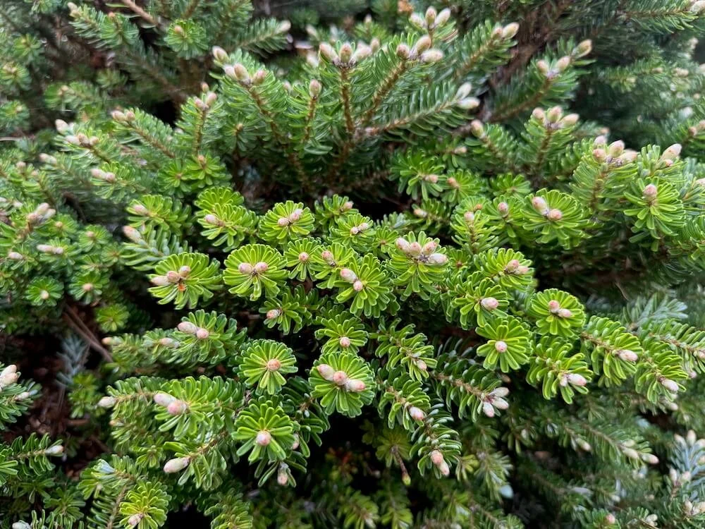 Abies koreana 'Silberzwerg' | Silberzwerg Korean Fir