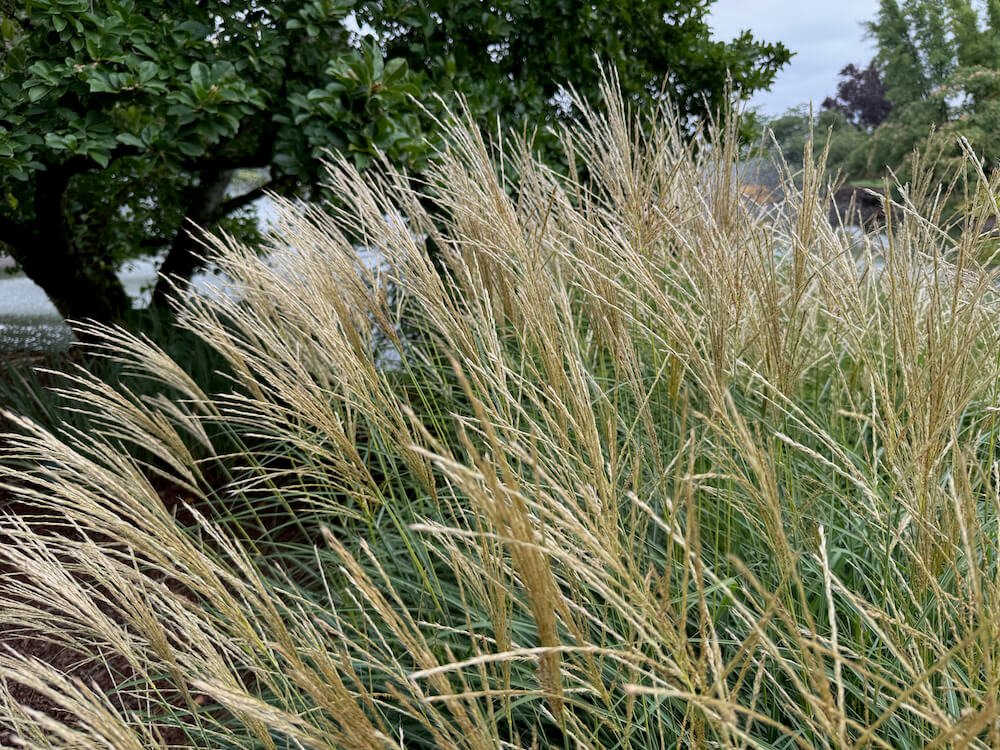 Miscanthus sinensis 'Adagio' 03.jpeg