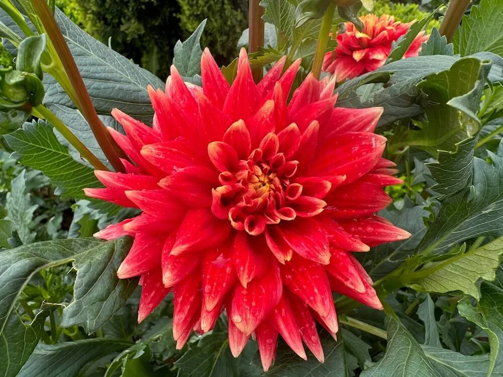 Dahlia 'Steven David' 02.jpeg
