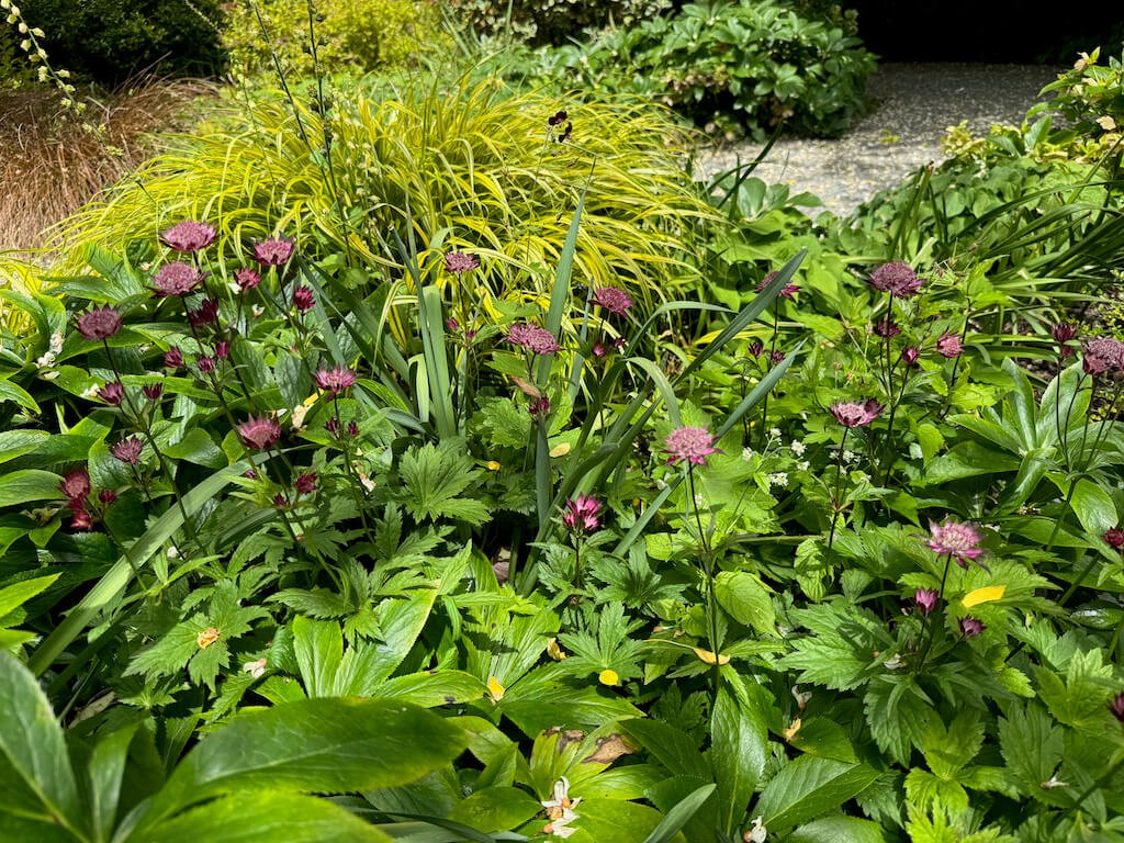 Astrantia major 'Star of Fire' 03.jpeg
