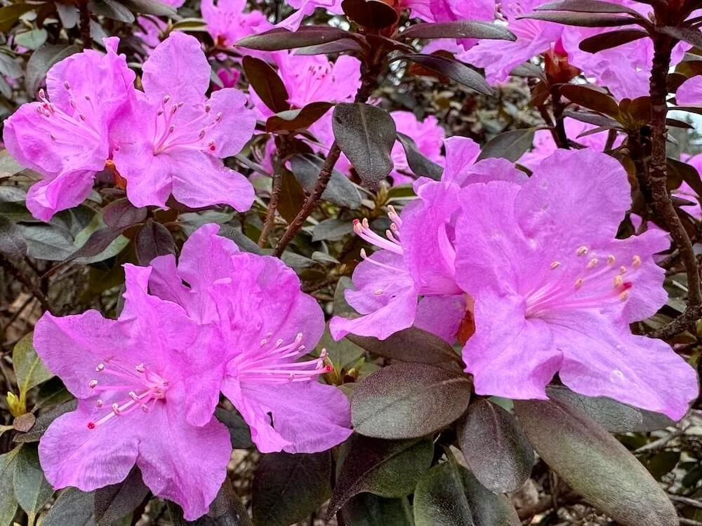 Rhododendron x 'PJM' 01.jpeg