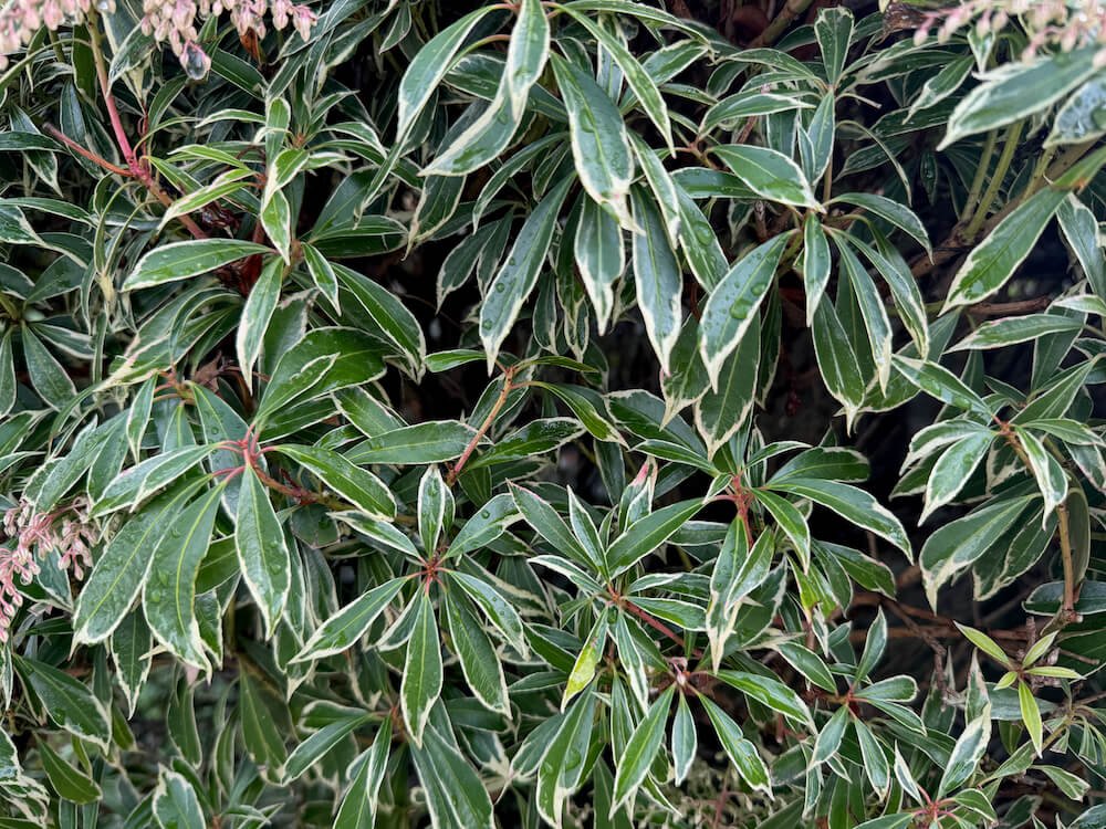 Pieris japonica Variegata 06.jpeg